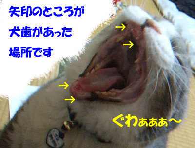f0008935_132588.gif