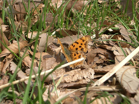 e0064461_1128068.jpg