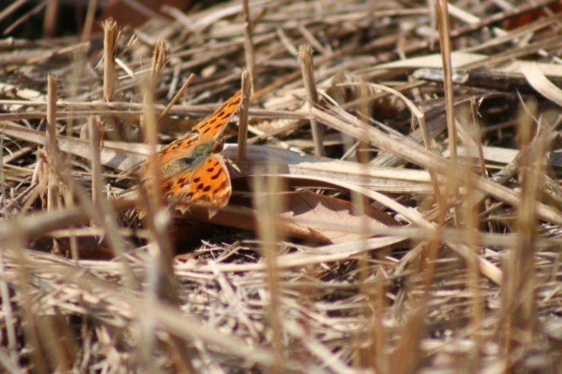 b0088772_17443750.jpg