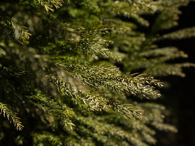 c0136092_04335.jpg