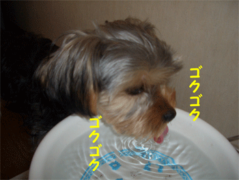 c0143711_1641610.gif