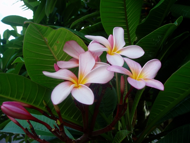 a0000014_142182.jpg