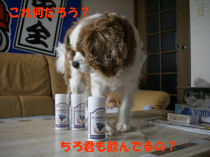 c0136838_2156167.gif