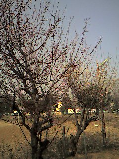 a0065800_12515164.jpg