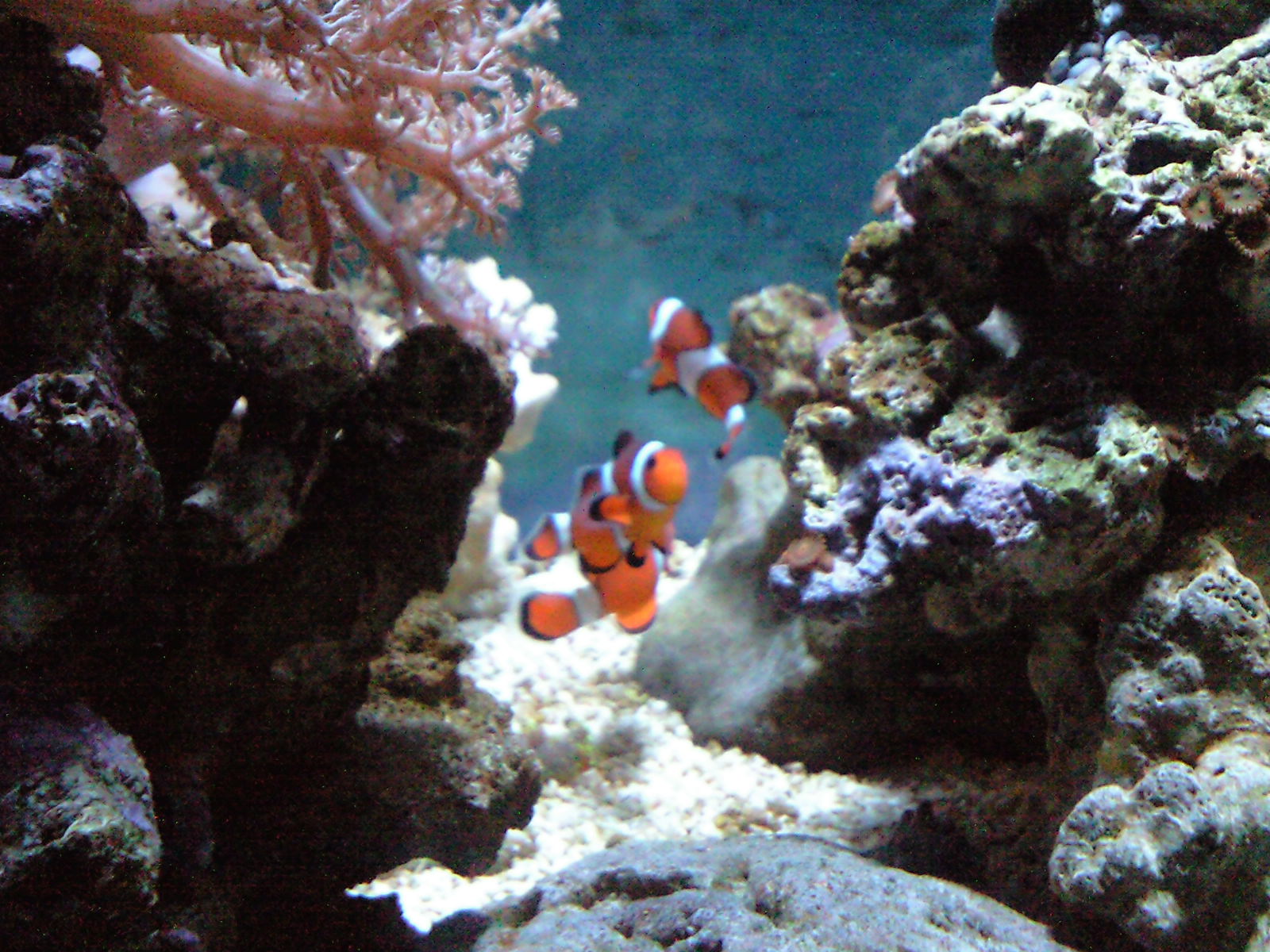 e0139318_1420773.jpg