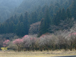 f0147025_740177.jpg