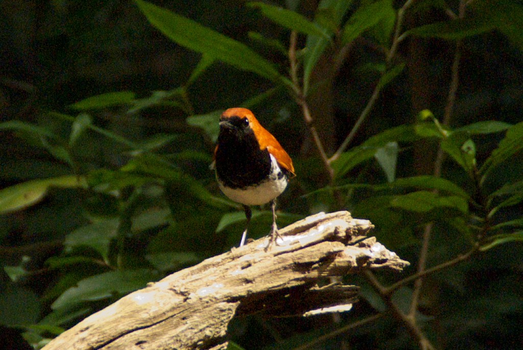 d0053930_2043067.jpg