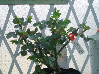 f0084747_1113616.jpg