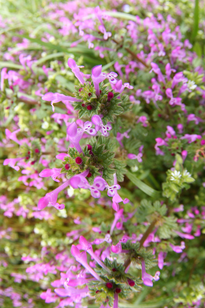 d0148060_17423234.jpg