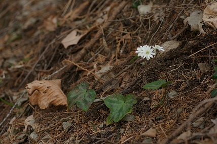 e0054067_0312357.jpg