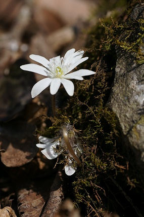 e0054067_0313145.jpg
