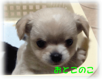 b0078030_2342458.gif