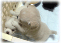 b0078030_2344326.gif