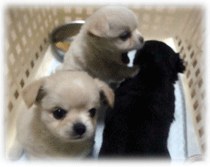 b0078030_2345186.gif