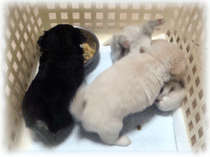 b0078030_23454760.gif