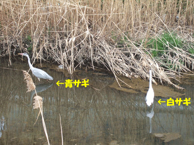 f0008935_11354131.gif