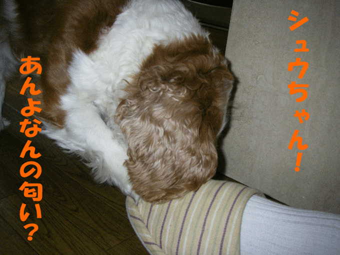 c0136838_20551728.gif