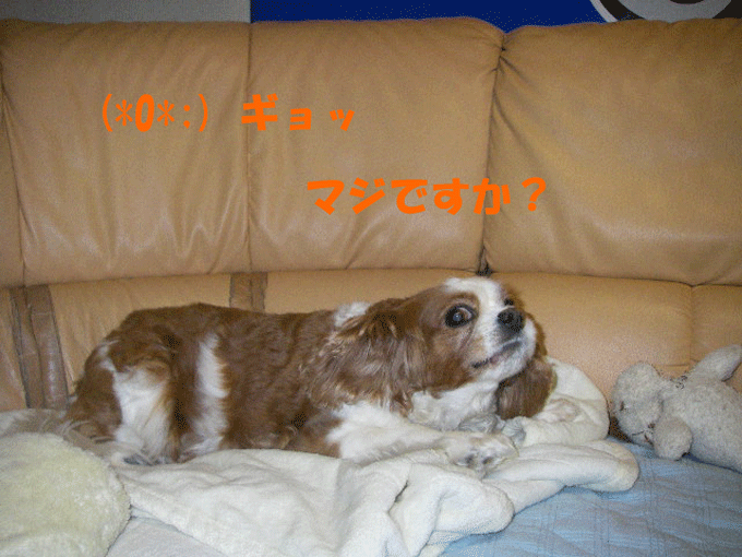 c0136838_21131372.gif
