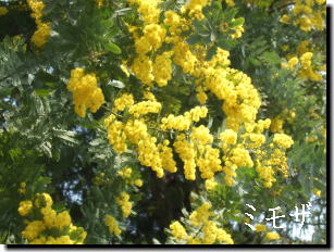 大きなミモザの木がありました