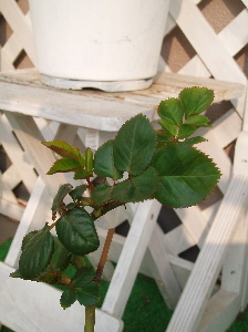 f0084747_0221885.jpg