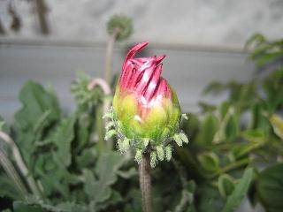 a0075455_842331.jpg