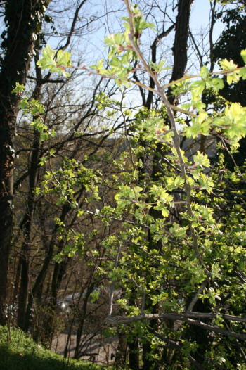 f0077159_6532539.jpg