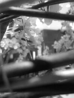 f0100480_19502727.jpg