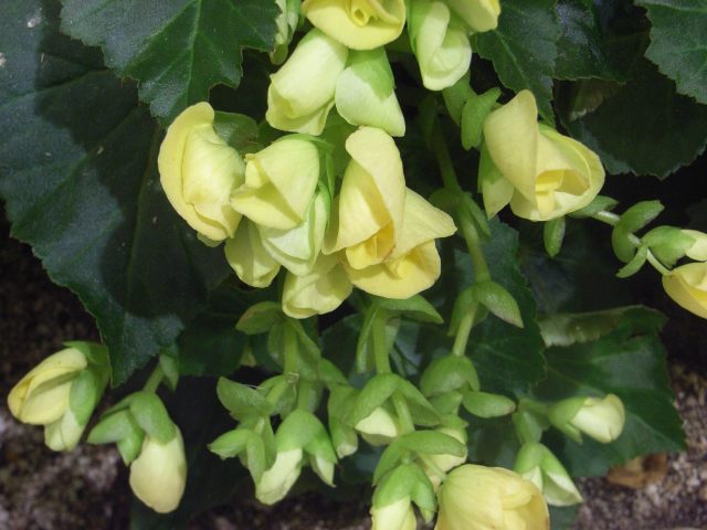 e0130986_11521225.jpg