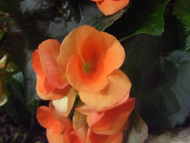 e0130986_11522832.jpg