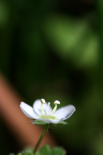 b0067789_21312761.jpg