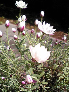 a0023500_2243527.jpg