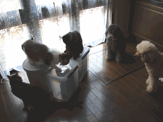 c0136736_11292774.gif