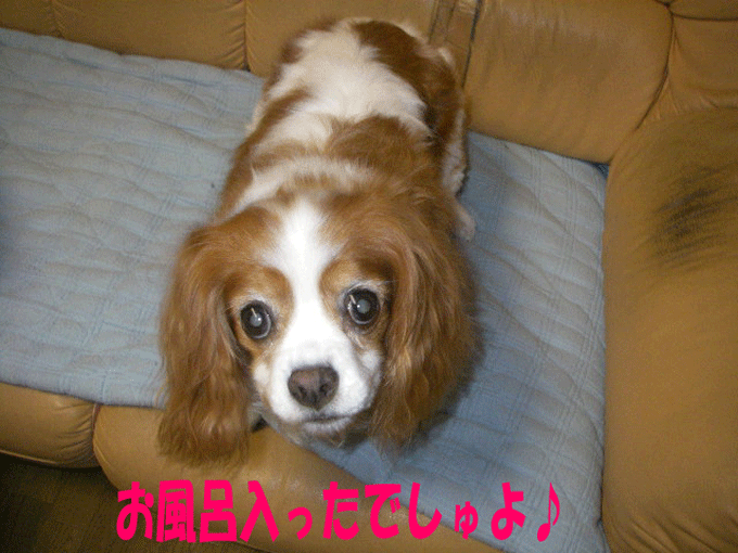 c0136838_00138.gif