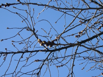 e0100046_169421.jpg