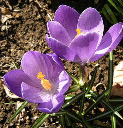 a0001354_23362476.jpg