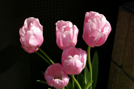 c0032567_22164492.jpg