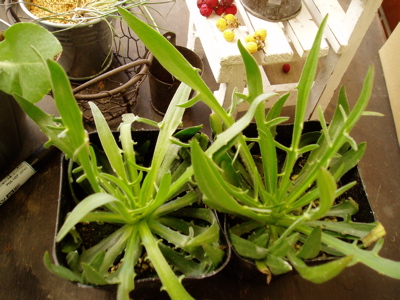 f0052869_16483026.jpg