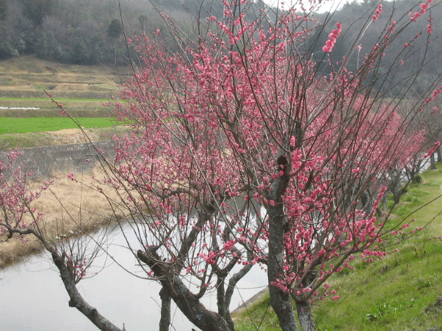 b0108100_213542.gif