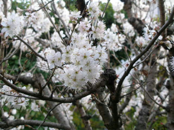 c0036203_20504784.jpg