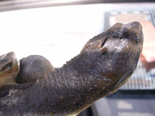 e0119439_23321762.jpg