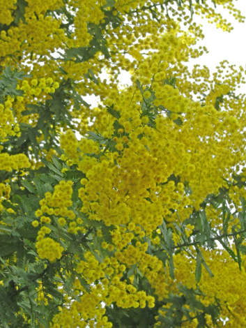 a0001354_22152720.jpg