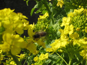 c0153259_21371921.jpg