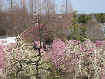 c0153259_213762.jpg