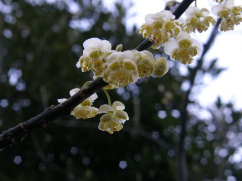 c0042869_19444012.jpg