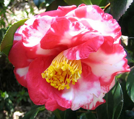 b0057679_8535962.jpg
