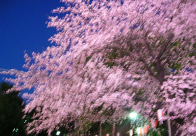 d0000995_233811.jpg