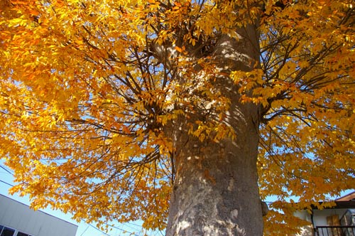 e0062530_1114540.jpg