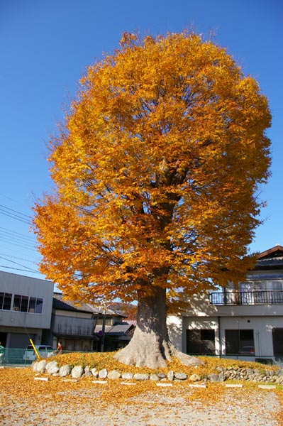 e0062530_181292.jpg