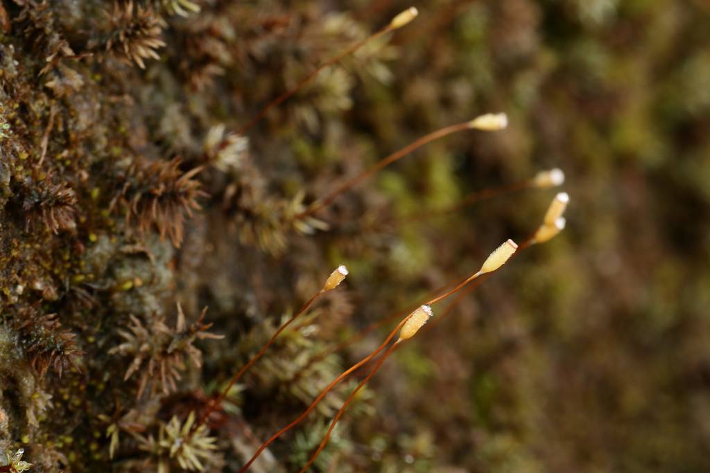 e0003177_6552015.jpg