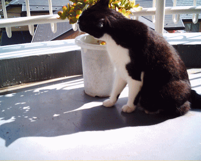 d0100192_221124100.gif